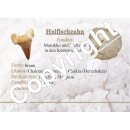 Haizahn versteinert 10 Stück Fossil kleiner Zahn vom Haifisch Give away Geschenk