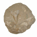 Haizahn versteinert in Matrix (Muttergestein) Fossil Zahn vom Otodus Haifisch XL ca. 100 mm