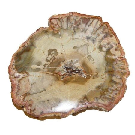 Baumscheibe versteinerte Holz Scheibe aus Madagaskar ca. 80-90 mm ca. 150 Millionen Jahre