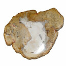 Baumscheibe versteinerte Holz Scheibe aus Madagaskar ca. 80-90 mm ca. 150 Millionen Jahre