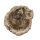 Baumscheibe versteinerte Holz Scheibe aus Madagaskar ca. 80-90 mm ca. 150 Millionen Jahre