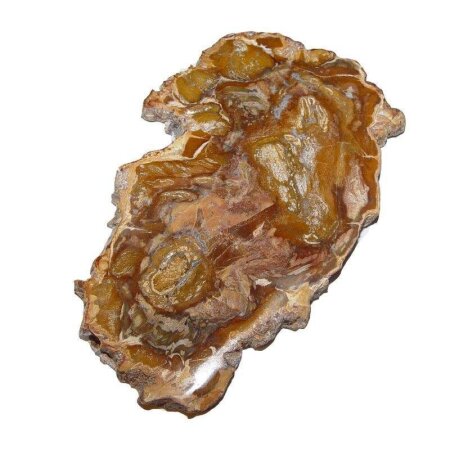 Baumscheibe versteinerte Holz Scheibe aus Madagaskar ca. 100-120 mm ca. 150 Millionen Jahre