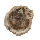 Baumscheibe versteinerte Holz Scheibe aus Madagaskar ca. 100-120 mm ca. 150 Millionen Jahre