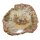 Baumscheibe versteinerte Holz Scheibe aus Madagaskar ca. 100-120 mm ca. 150 Millionen Jahre
