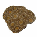 Koralle versteinert auch Petoskey Stein genannt einseitig...