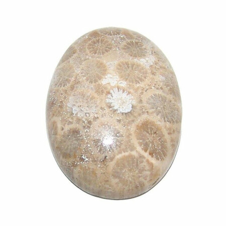 Koralle versteinert Cabochon auch Petoskey Stein genannt einseitig poliert ca. 30 x 20 mm