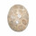 Koralle versteinert Cabochon auch Petoskey Stein genannt einseitig poliert ca. 30 x 20 mm