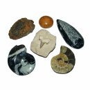 Fossilien Versteinerungen 6er Sammlung Geschenk: Ammonit - -Seeigel - Trilobit - Goniatit