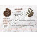Fossilien Versteinerungen 6er Sammlung Geschenk: Ammonit...