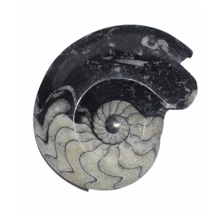 Goniatit versteinertes Fossil fossiles Gehäuse eines Kopffüßlers ca. 50 - 60 mm