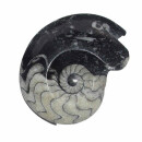 Goniatit versteinertes Fossil (Ammonit) fossiles...