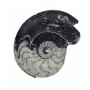 Goniatit versteinertes Fossil fossiles Gehäuse eines...