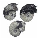 Goniatit versteinertes Fossil fossiles Gehäuse eines Kopffüßlers ca. 50 - 60 mm