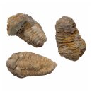 Trilobit Fossil ca. 50 - 60 mm x 30 mm aus Marokko ca. 350 Millionen Jahre alt