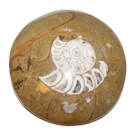 Ammonit Fossil poliert in Matrix (Muttergestein) braun...