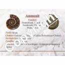 Ammonit PAAR Anhänger mit silberfarbiger Fassung und Öse ca. 25 - 40 mm