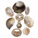 Muschel Anhänger mit Bohrung verschiedene Formen