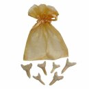 Haizahn versteinert  Zahn vom Haifisch in Organza