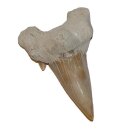 Haizahn großer Zahn vom Haifisch Otodus ca. 50-60...