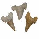 Haizahn versteinert Fossil großer Zahn vom Haifisch...